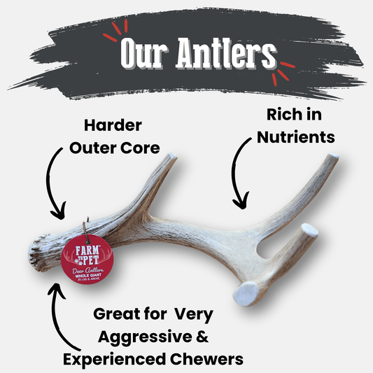 Giant organic deer antler dog chew by Farm To Pet, non-splintering antler chew for dogs, durable and natural dog treat.