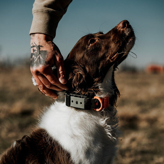 Hoss Straps™ training collar setup with adjustable straps and durable materials for effective dog training.