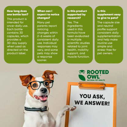 Rooted Owl Pet Supplements joint and muscle health supplement for cats and small dogs, featuring soft chews with natural ingredients.