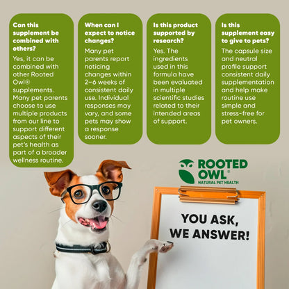 Spirulina and chlorella supplement for cats and dogs from Rooted Owl Pet Supplements, showing green powder in a container.