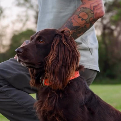 Hoss Straps™ Field Collar with adjustable straps and metal hardware, designed for outdoor use and durability.