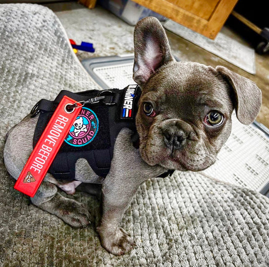 Kiloninerpets remove before poop key chain tag hanging from a keyring, accessory with humorous text and colorful design.