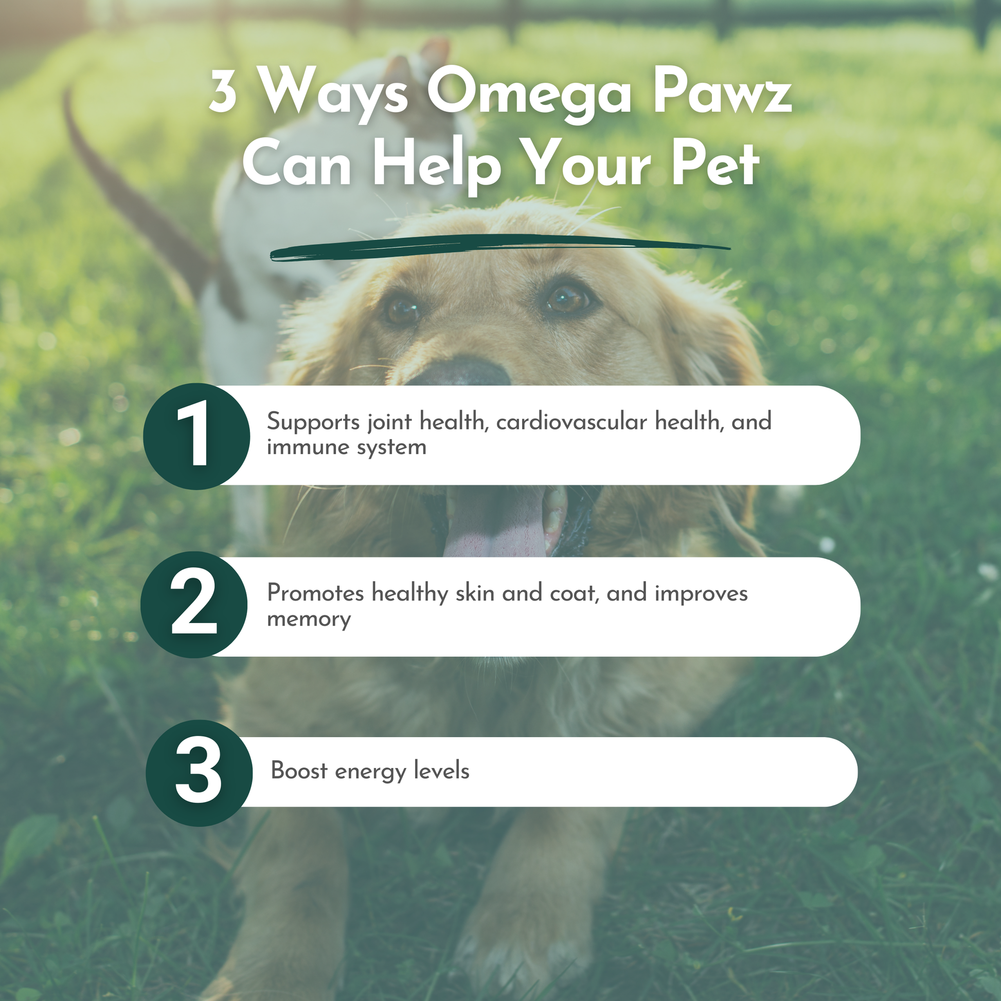 Omega Pawz Liquid Omega 3 Oil for dogs and cats in a clear bottle with a dropper, labeled with Dr. Ruth Roberts branding.