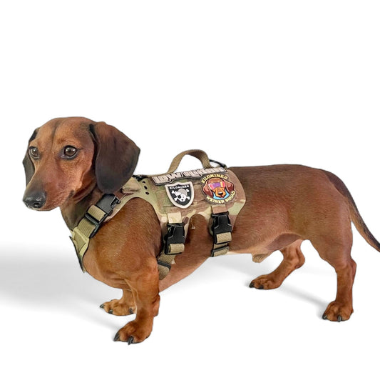 Dachshund wearing the K9R M5 MOLLE Light Vest by Kiloninerpets, a durable harness with MOLLE attachment points.